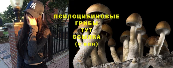 сатива Архангельск